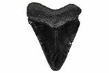 Juvenile Megalodon Tooth - South Carolina #340412-1